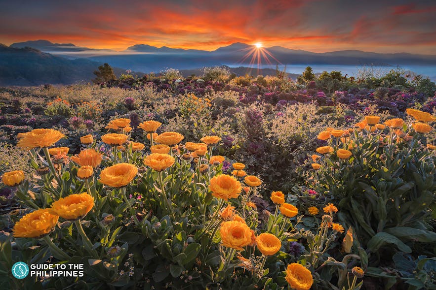View of yellow flowers in Northern Blossoms during sunset