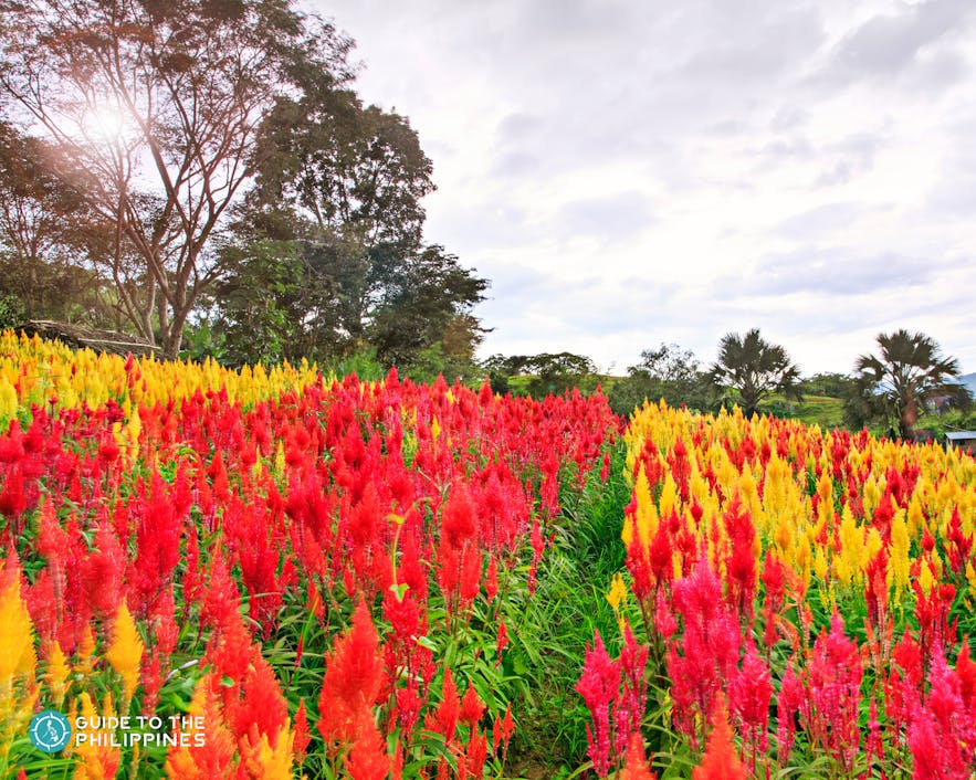 Red and yellow flowers in Sirao Flower Farm 