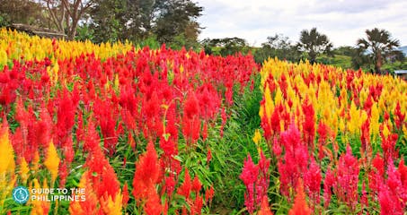Red and yellow flowers in Sirao Flower Farm - Copy.jpg