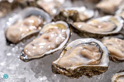 Fresh raw oysters from Cambuhat Oyster Farm