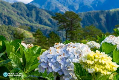 Beautiful flowers in a flower farm in Benguet