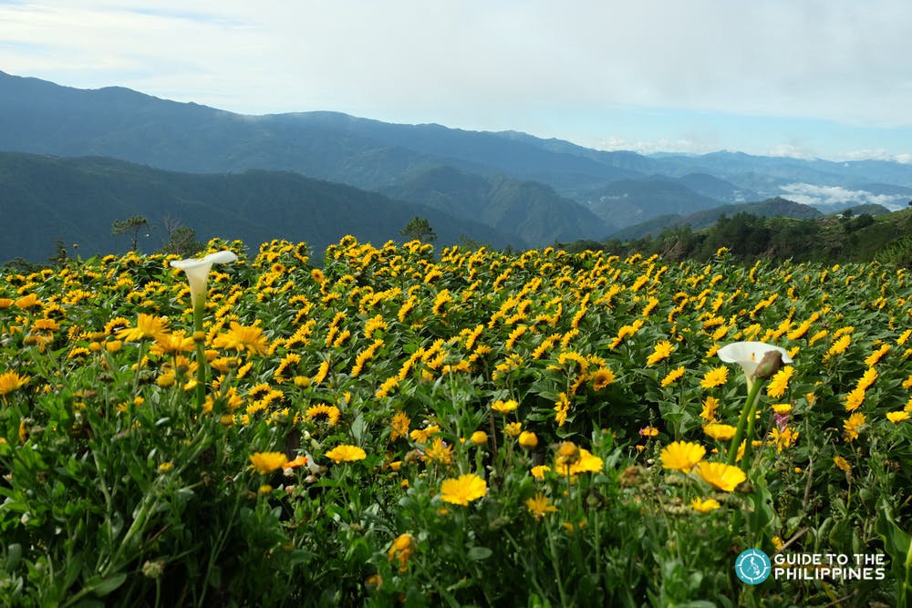 Sunflowers facing the sky in a flower farm in Benguet