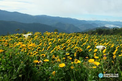 Sunflowers in Atok Benguet