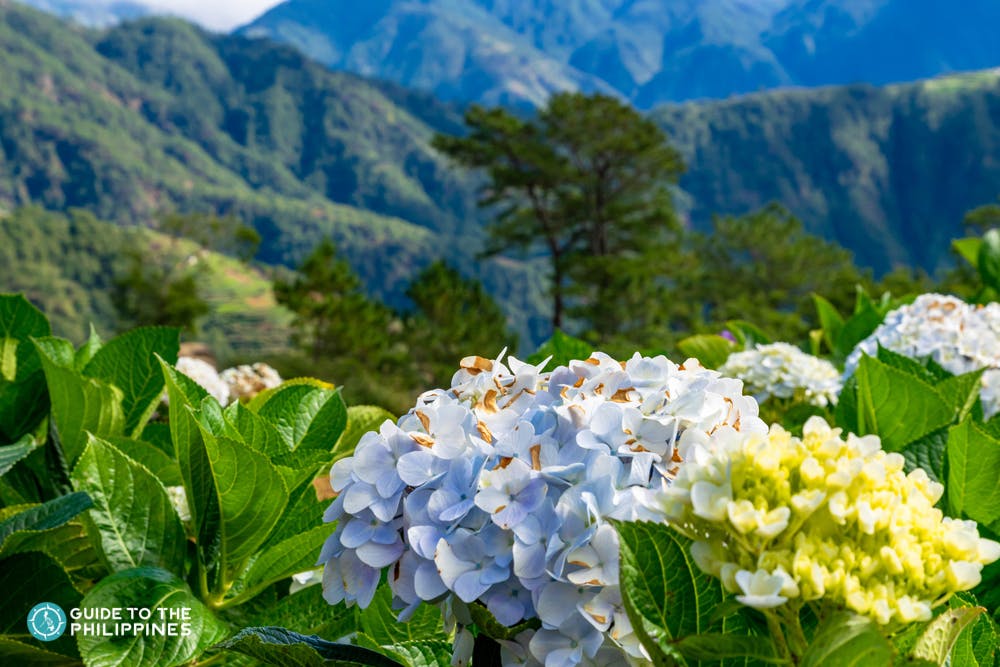 Beautiful flowers in Northern Blossom Flower Farm, Benguet
