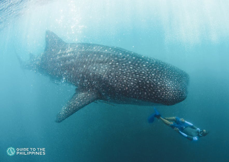 Diver swims near whale shark in Donsol