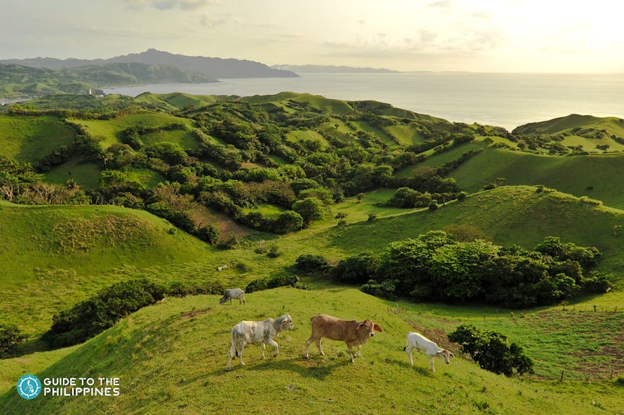 Cows on the Vayang Rolling Hills, Batanes