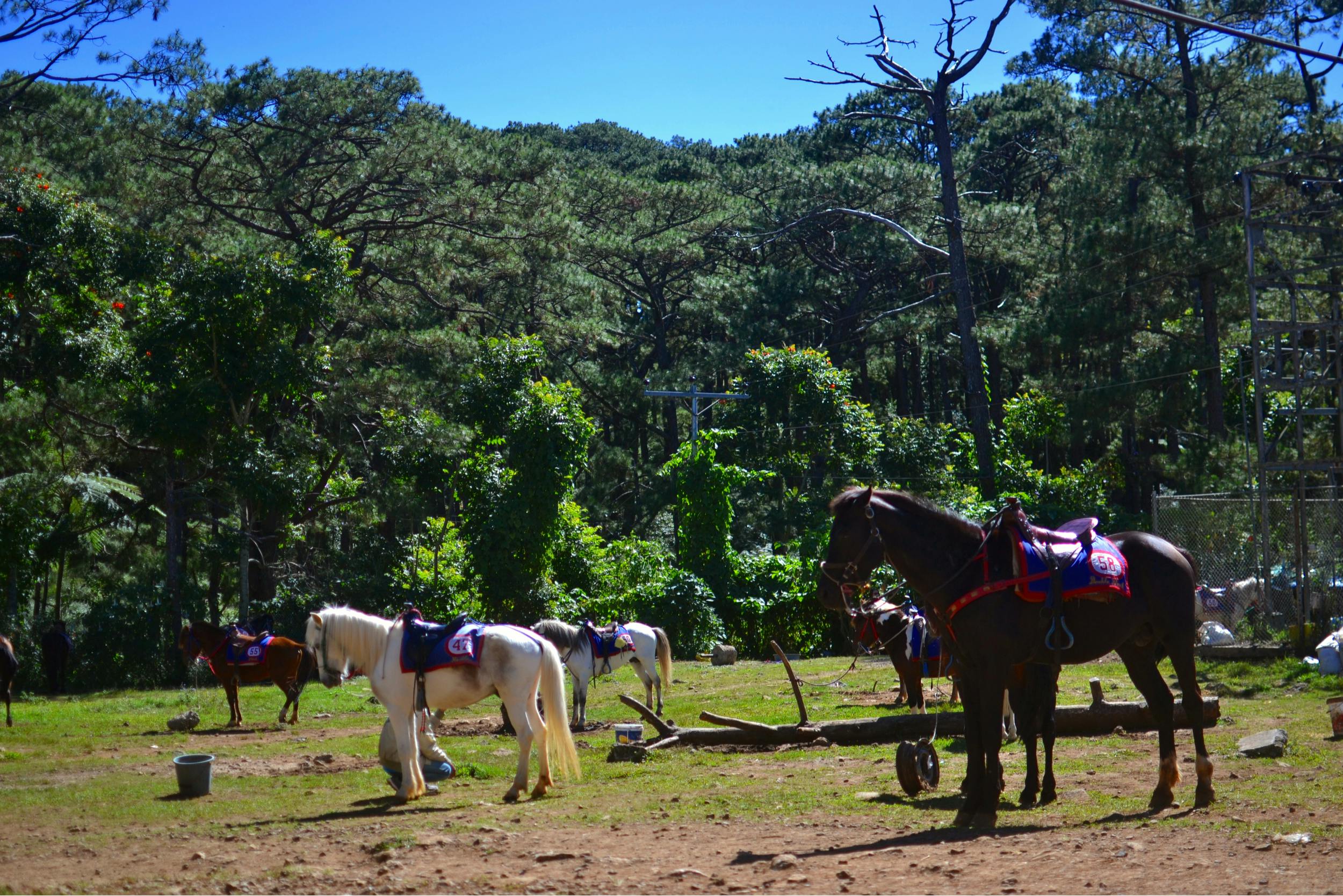 Horses in a park in Baguio City