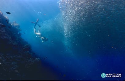 Moalboal sardine run in Cebu