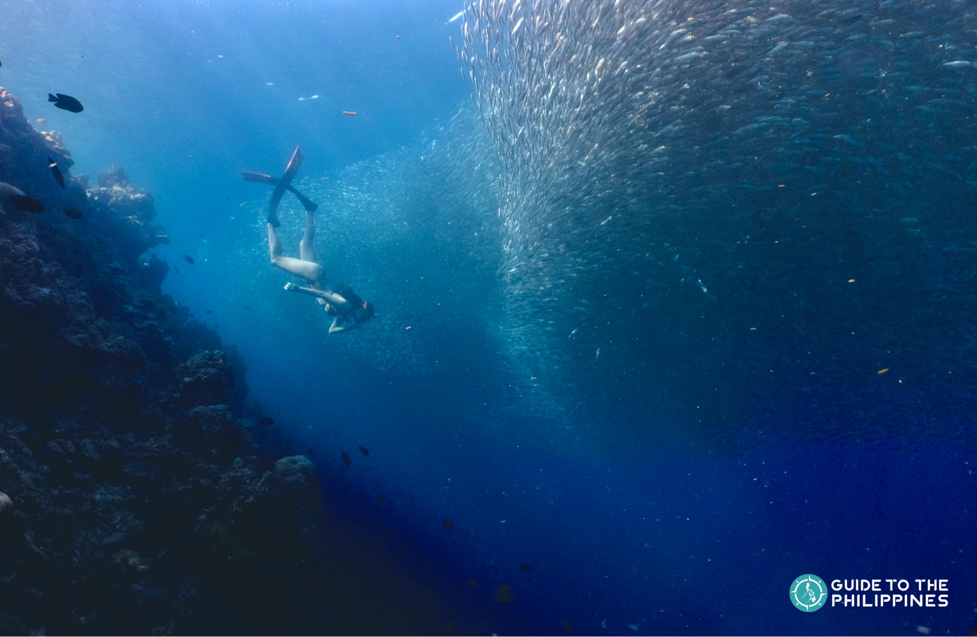Moalboal sardine run in Cebu