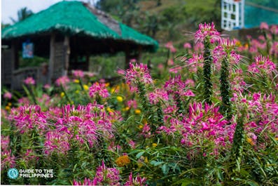 Siaro Flower Farm in Cebu