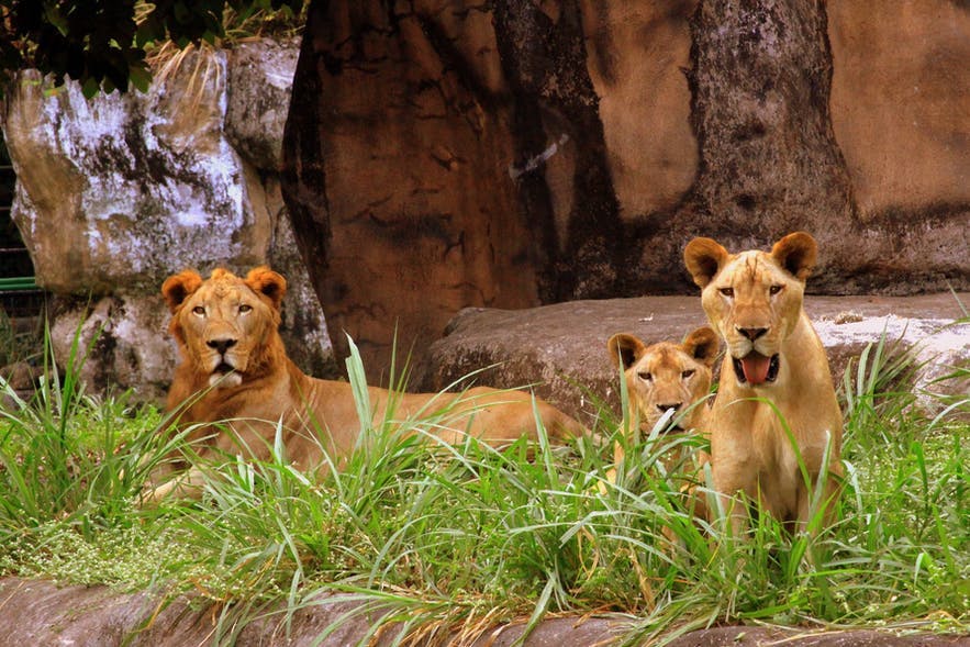 Lions in Avilon Zoo