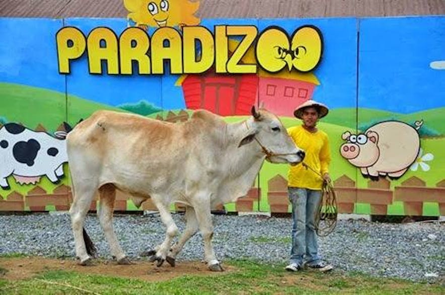 A staff member handles a cow in Paradizoo