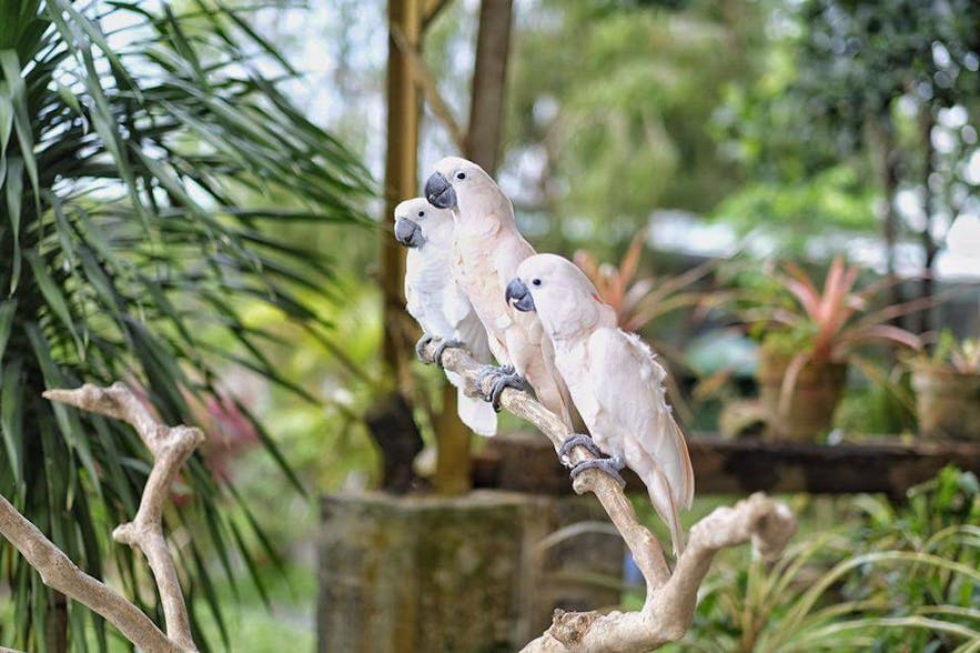 Two white birds in Yoki's Farm, Cavite
