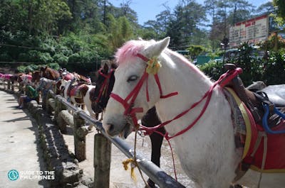 Horses at Wright Park in Baguio City