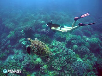 A diver with a sea turtle in Apo Island, Dumaguete