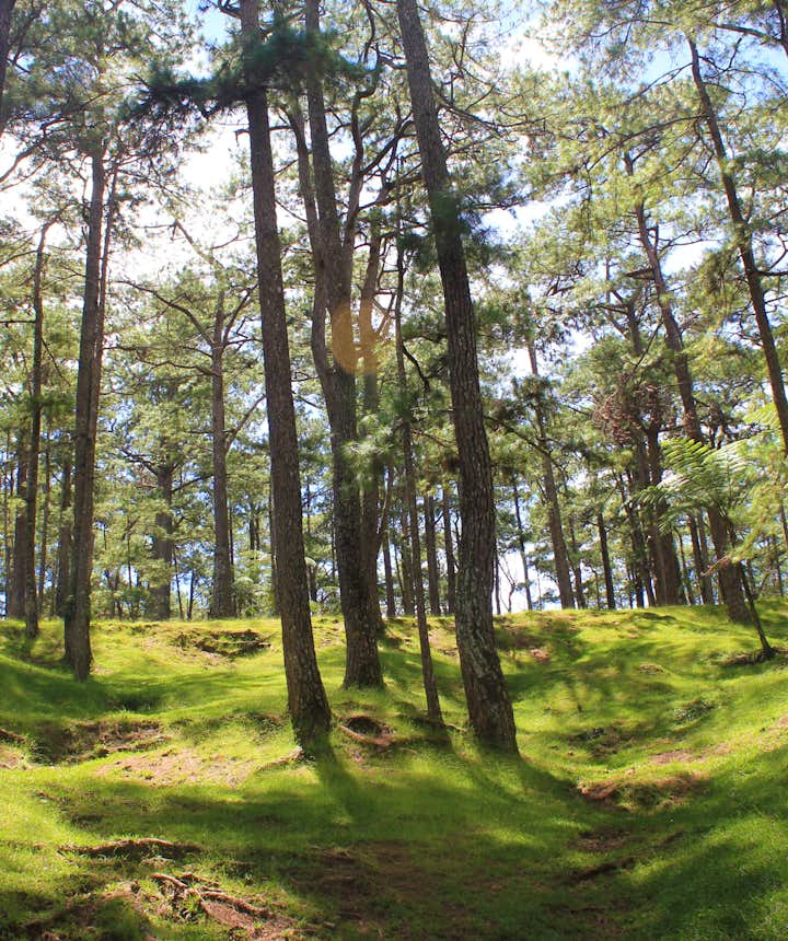 Pine trees in Baguio City