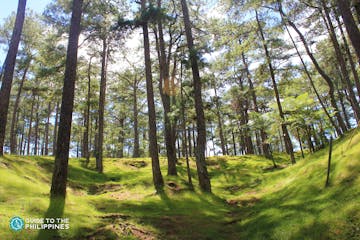 Pine trees in Baguio City.jpg