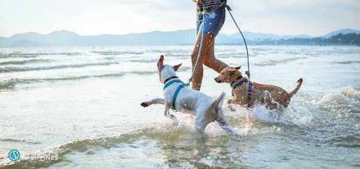 Dogs run in beach with owner.jpg