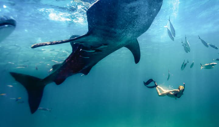 Snorkeling with a whale shark in Oslob Cebu