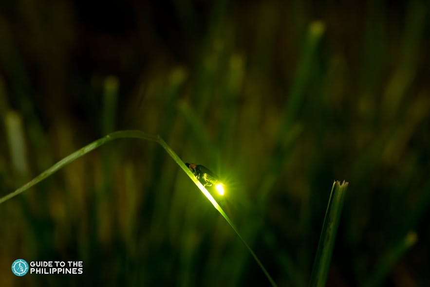 A firefly on a long blade of grass