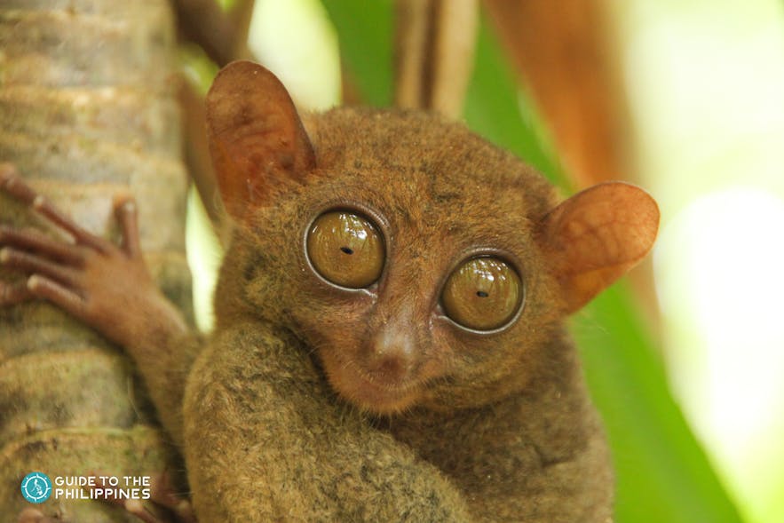 A tarsier in Bohol