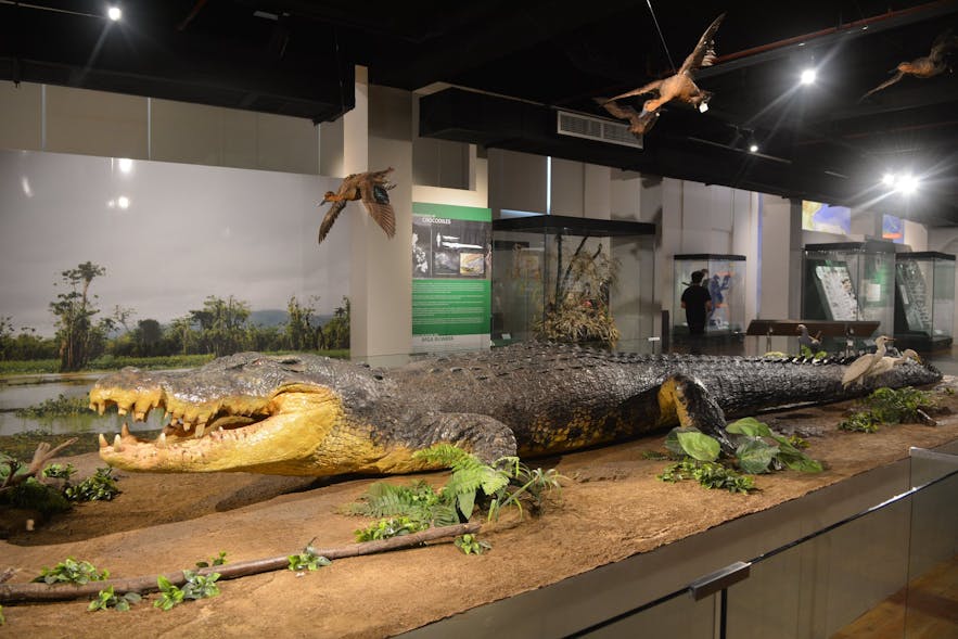 Lolong's preserved body in the National Museum of the Philippines