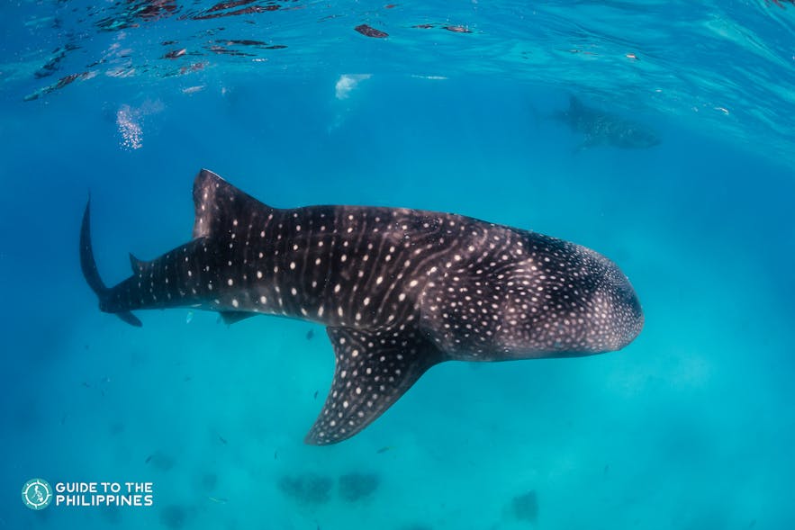 A whale shark swimming near the surface