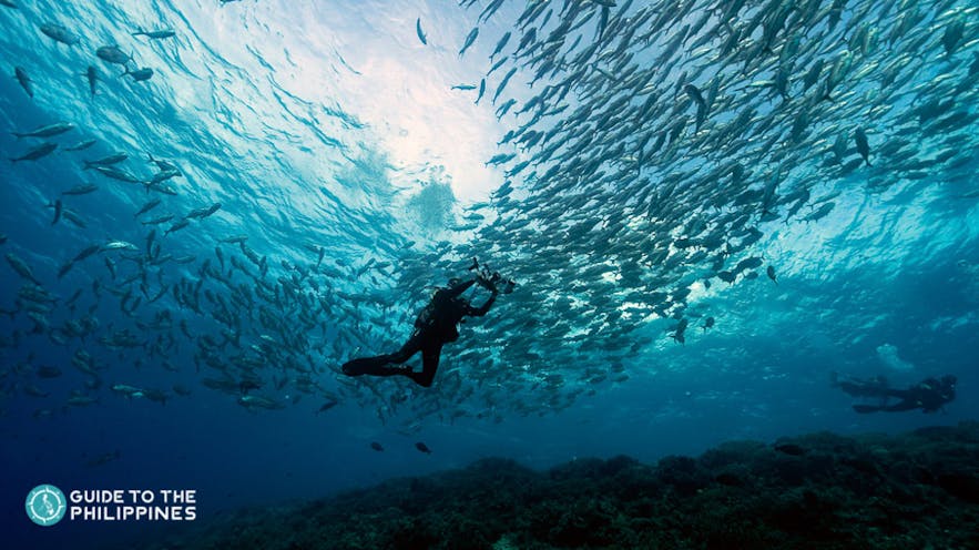 Diver swims by school of fish in Tubbataha Reef