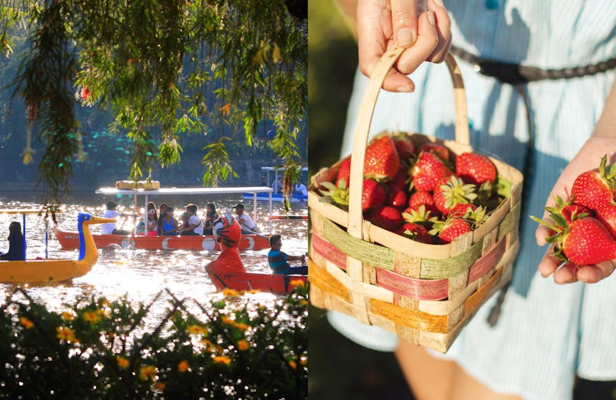 Baguio City's Burnham Park and strawberry farm picking activity
