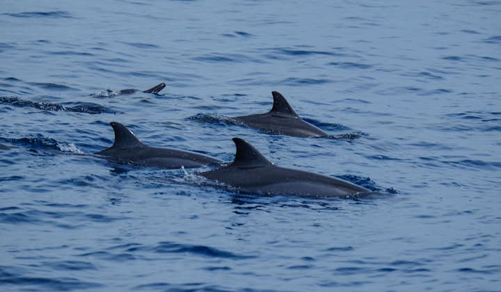 Close-up of a group of dolphins at Manjuyod Sandbar