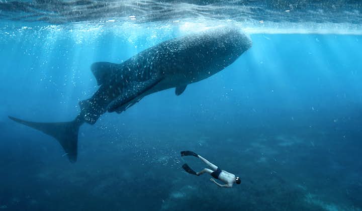 add some spice with your tour with some Whaleshark (Butanding)