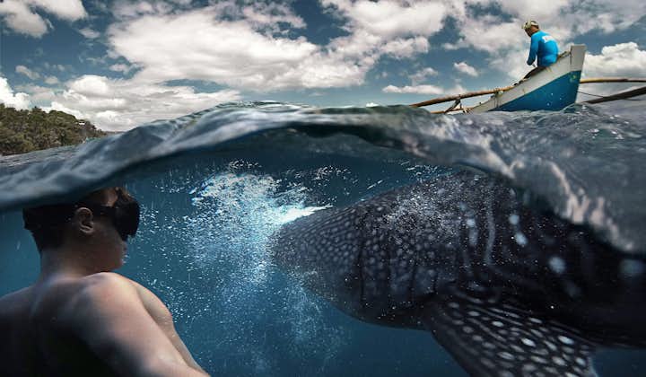 there is nothing to fear when snorkeling alongside a Whaleshark (Butanding)