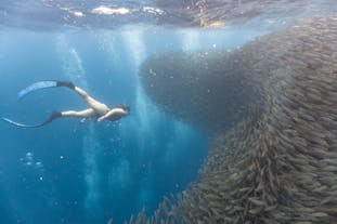 Snorkeling at Moalboal with a school of Sardines