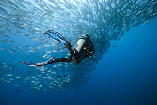 보라카이에서 해양 동물과 즐기는 스쿠버 다이빙