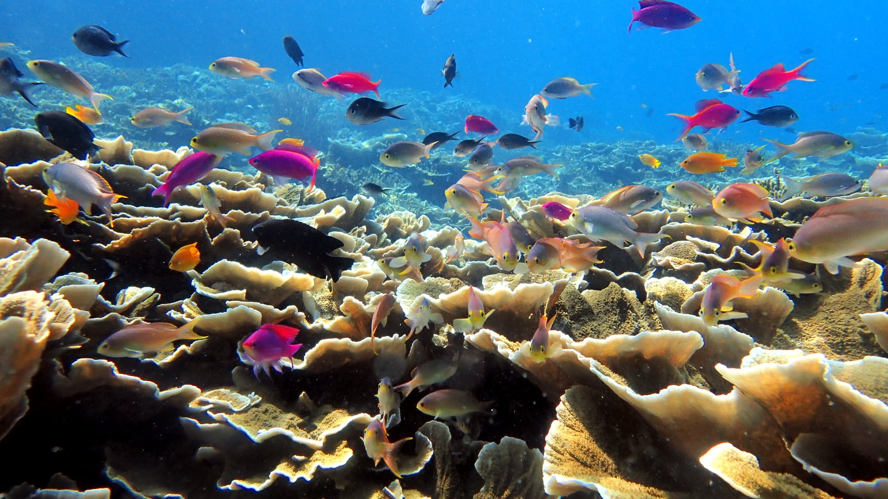 Coral Reefs in Moalboal, Cebu