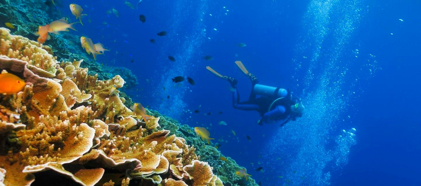 Philippine Scuba Diving Packages | Rates Start At ₱1,875 | Guide To The ...