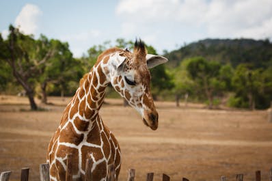 Face-to-face interaction with Giraffe at Calauit Safari