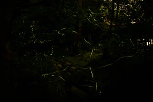 Watch the fireflies light a show after sunset in Abatan River