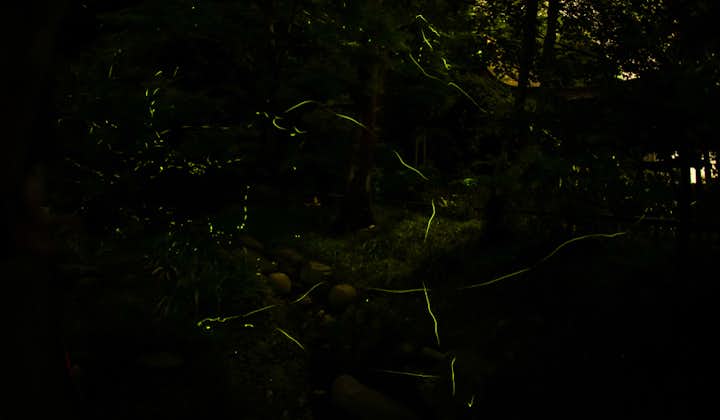 Watch the fireflies light a show after sunset in Abatan River