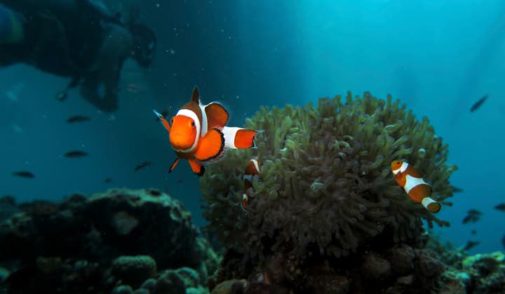 Learn diving at Boracay and swim with fishes