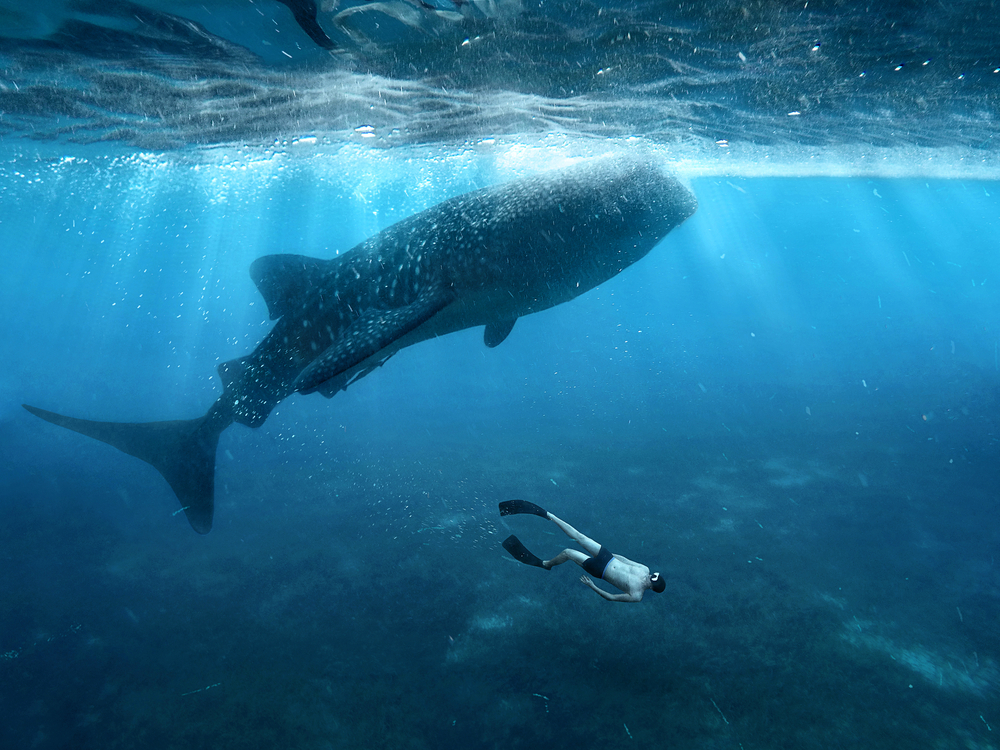 A Tourist Snorkeling and Swimming alongside a Whale Shark in Oslob, Cebu