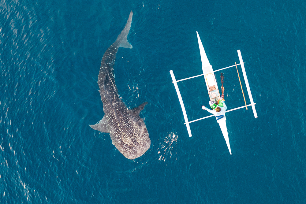 Aerial View of a Whale Shark swimming next to a boat of tourists during Whale Shark Watching activities in Oslob, Cebu
