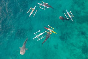 Group of Whale Sharks swimming alongside Kayaks in Oslob, Cebu