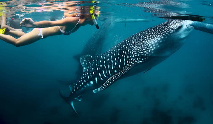 A Tourist snorkeling and swimming alongside a Whale Shark in Oslob, Cebu