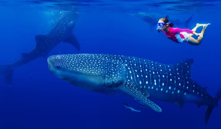 A Tourist snorkeling and swimming alongside a Whale Shark in Oslob, Cebu