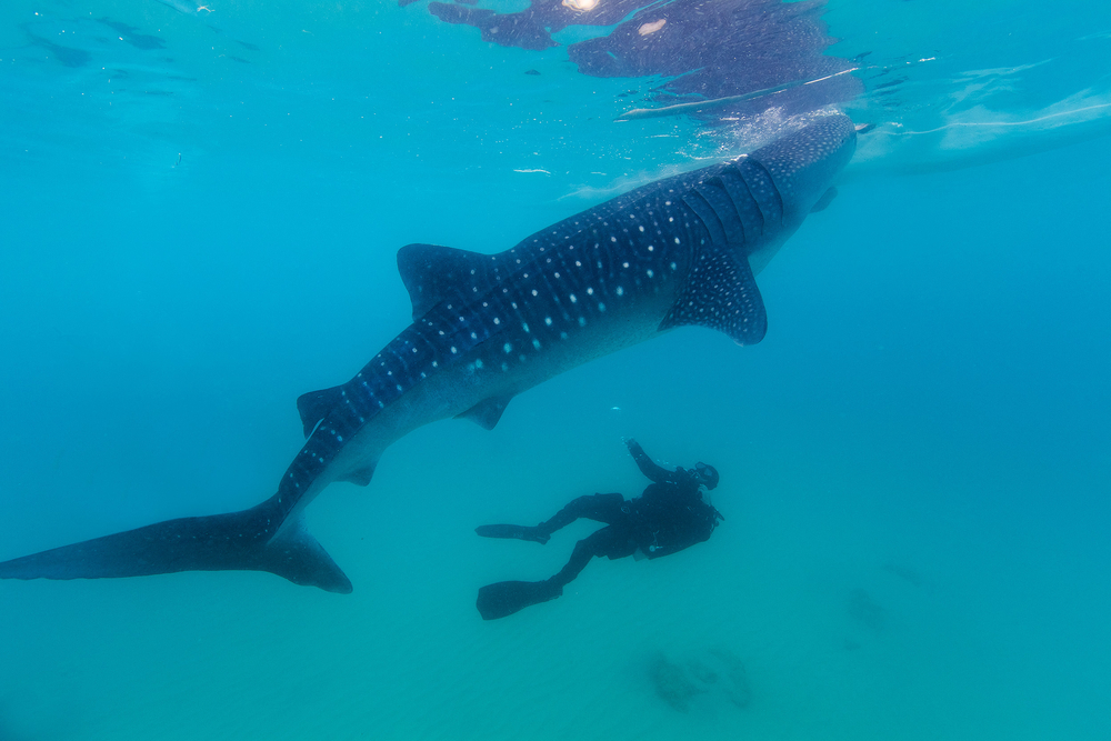 Experience Scuba Diving with Whale Sharks in Oslob, Cebu