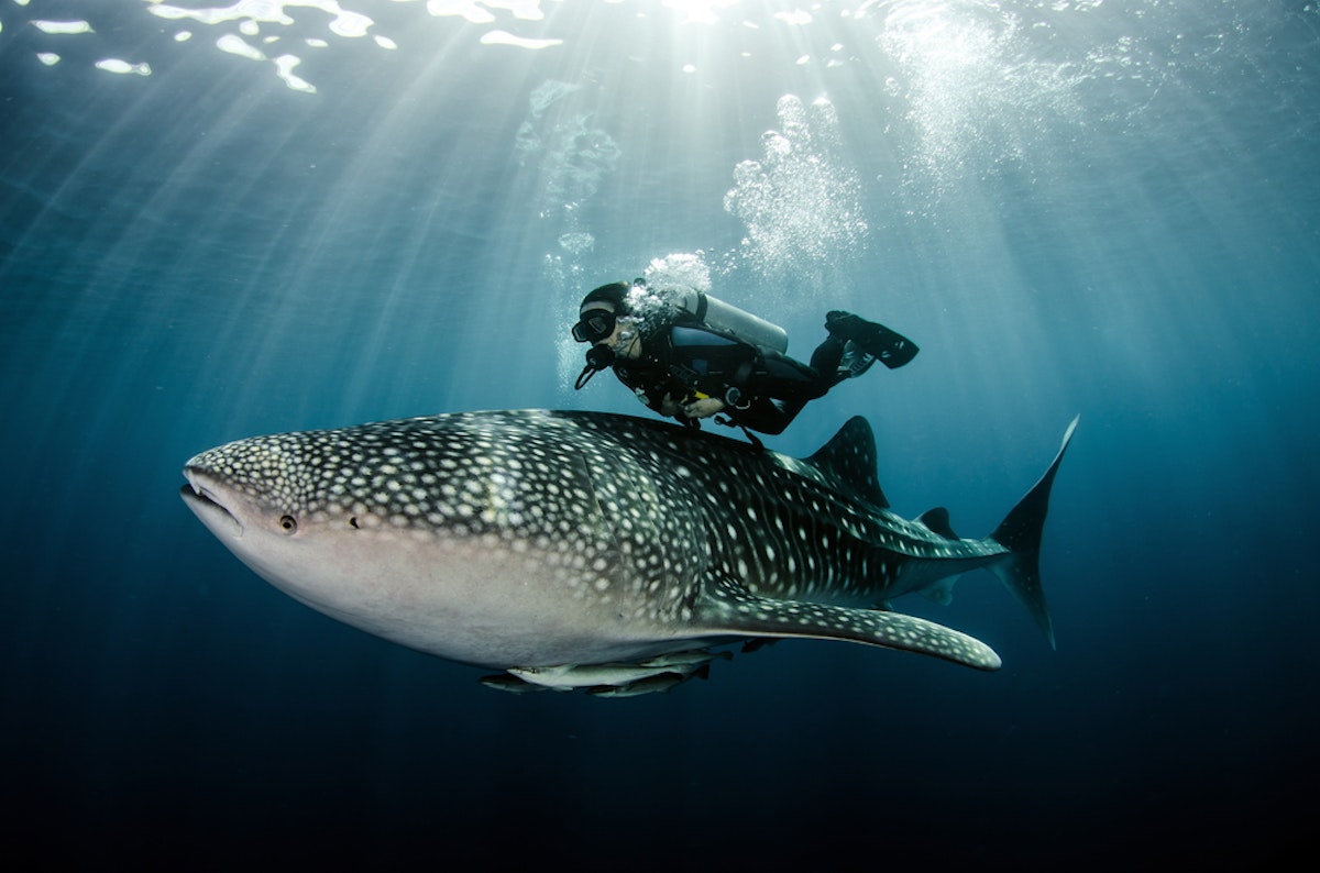 Cebu Oslob Scuba Diving with the Whale Sharks & Tumalog Falls Day Tour ...