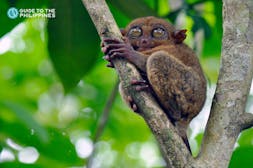 菲律宾眼镜猴保护区