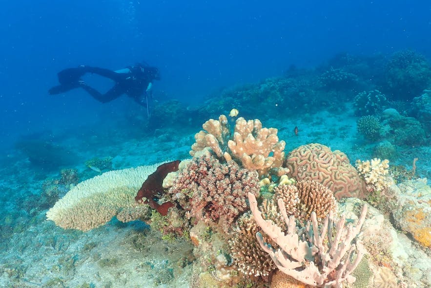 Corals in Sarangani