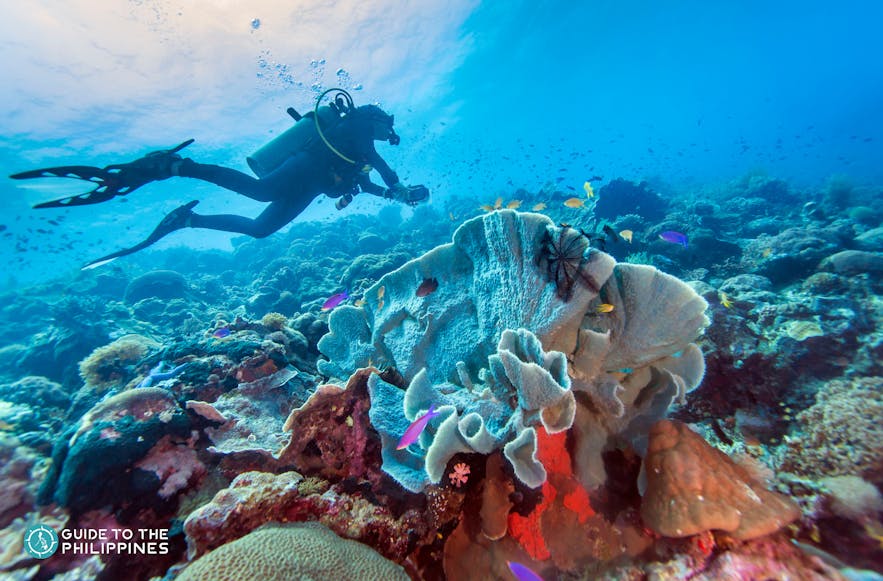 Coral reef in Leyte